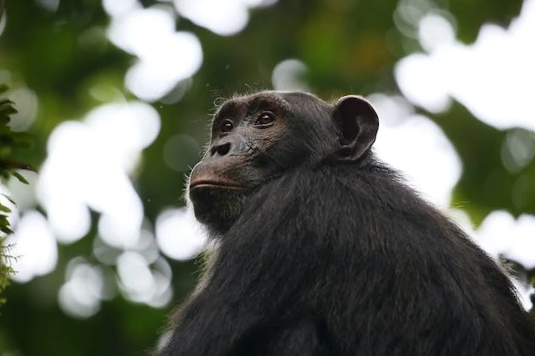 Un chimpanzé sur fond de feuillage