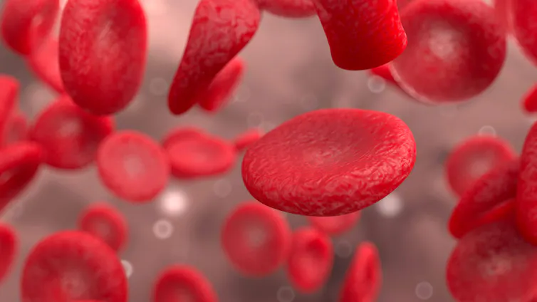 Red blood cells.