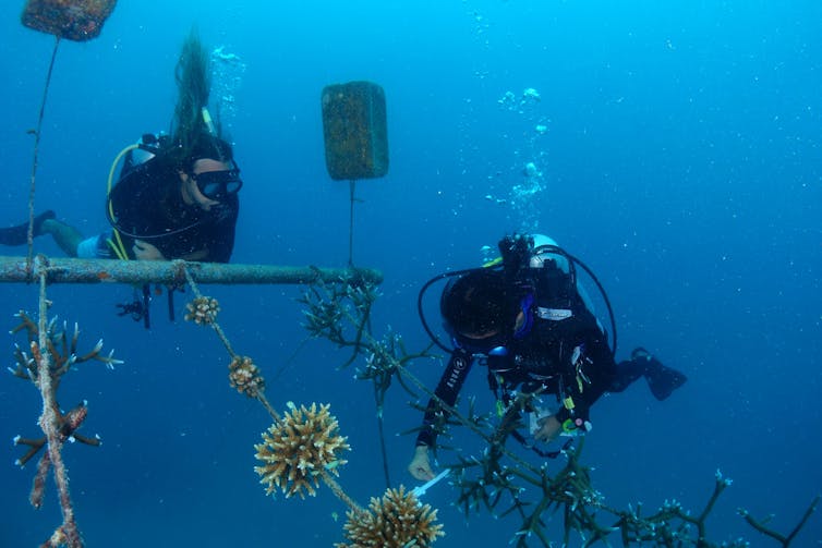 Two divers tend coral (_Acropora tenuis_ and _Acropora muricata_) 'rope' nurseries in the Maldives