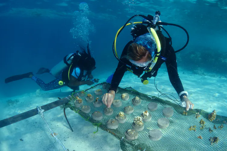 Two divers end to coral on a 'table' nursery in a 3m lagoon in the Maldives.