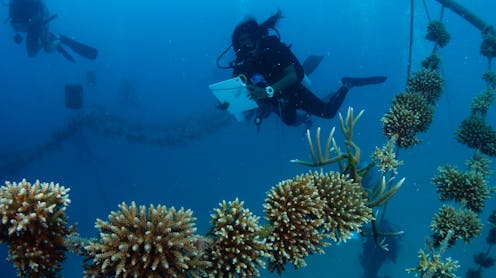 coral restoration won’t save the world’s reefs