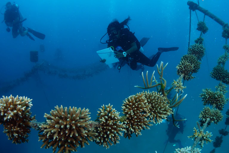 A diver holding recording device checks a coral (_Acropora tenuis_ and _Acropora muricata_) 'rope' nursery in a 15m lagoon in the Maldives
