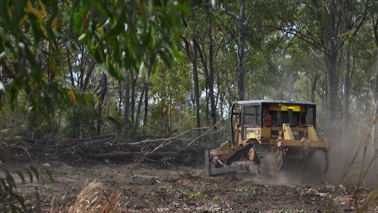 A bulldozer clearing native vegetation