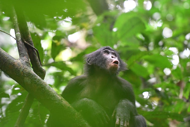 Bonobo es vocalización, sentado en una rama en lo alto del árbol, un poco escondido detrás de las hojas