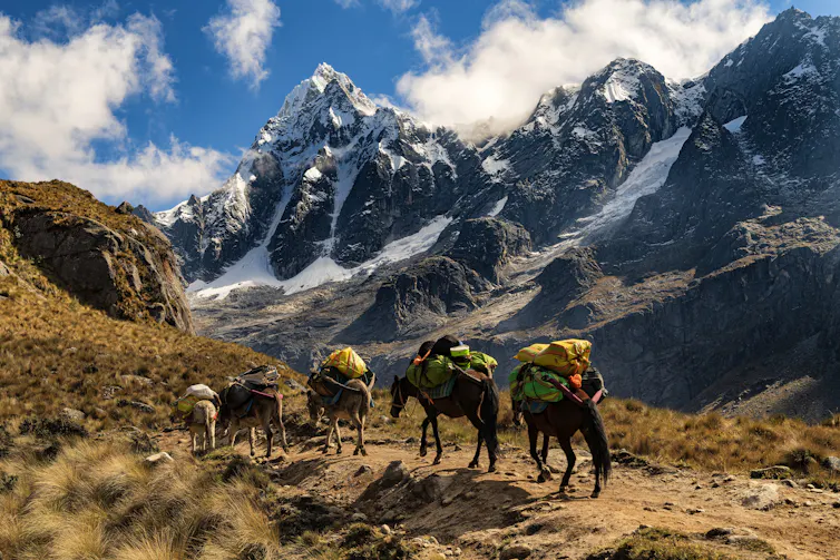 Burros carregam mochilas para as montanhas com geleiras ao fundo.