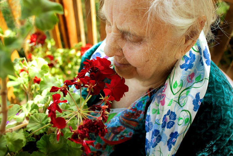 An elderly woman smells red flowers