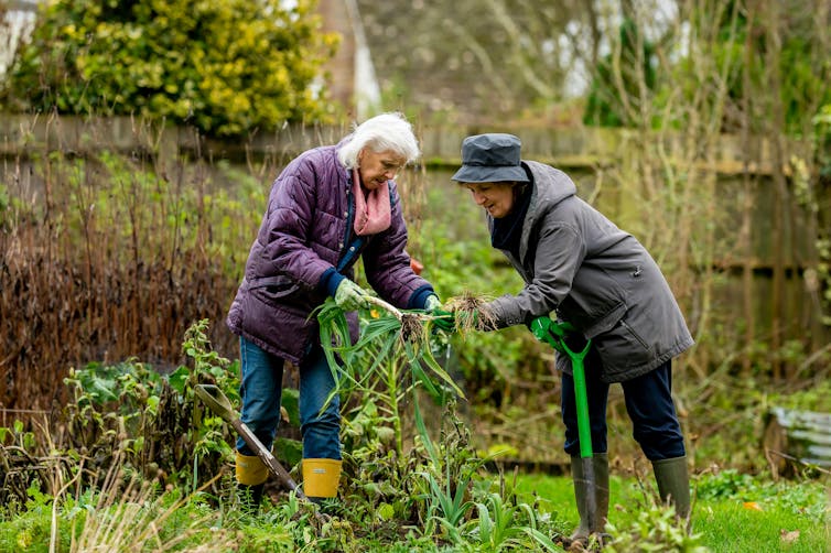 Two older women gardening
