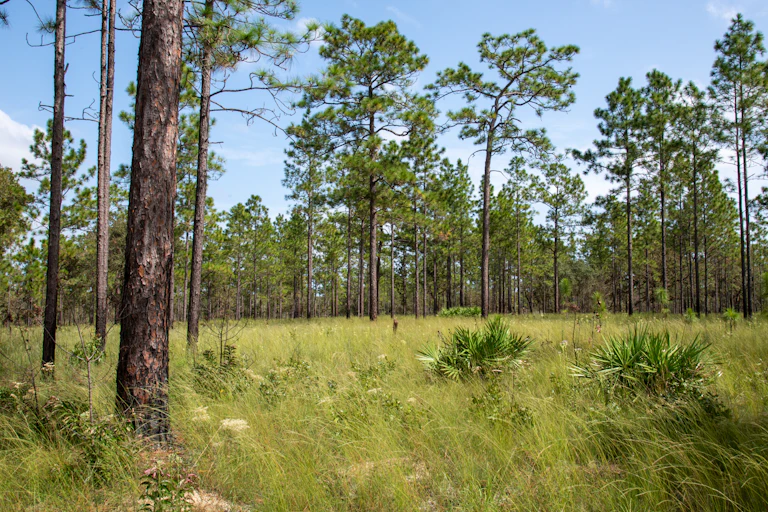 A view of a landscape with grass, low shrubs and tall pine trees.