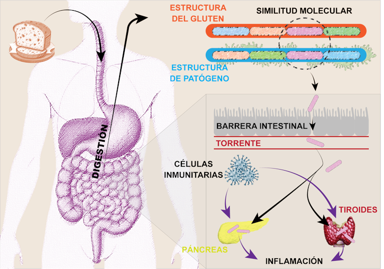 Autoimmune Illnesses: Does our frame in reality damage your self? 1 file 20250330 56 p9qcor.png?ixlib=rb 4.1