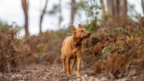Good boy or bad dog? Our 1 billion pet dogs do real environmental damage