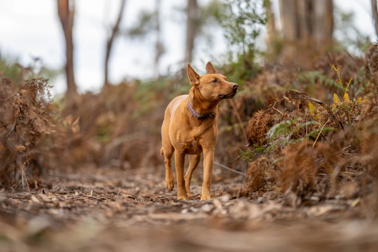 kelpie dog off leash in bush