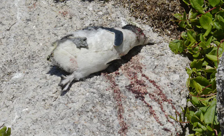 dead penguin, dog attack