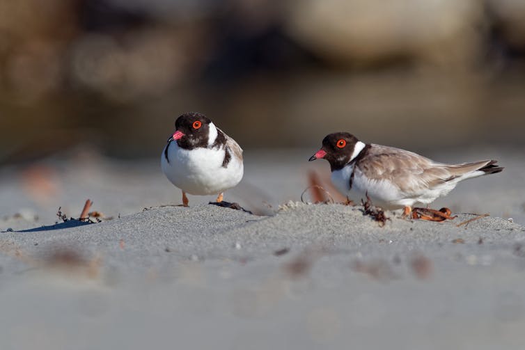 hooded plovers on beach.