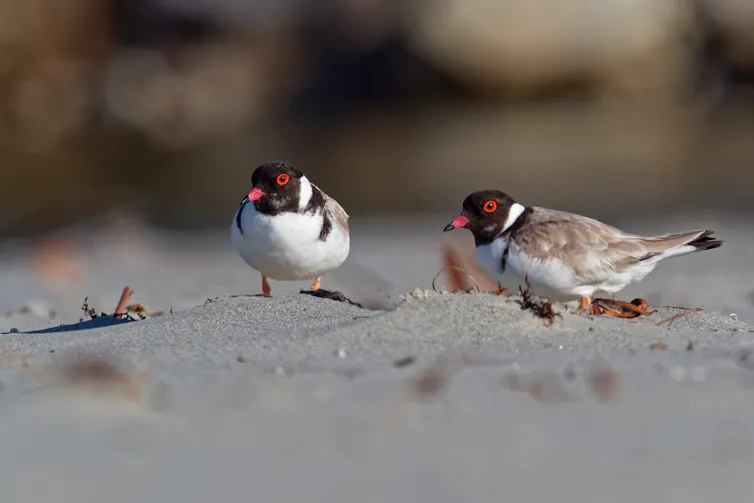 hooded plovers on beach.