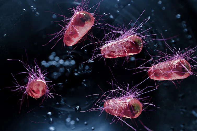 An illustration of E. coli bacteria.