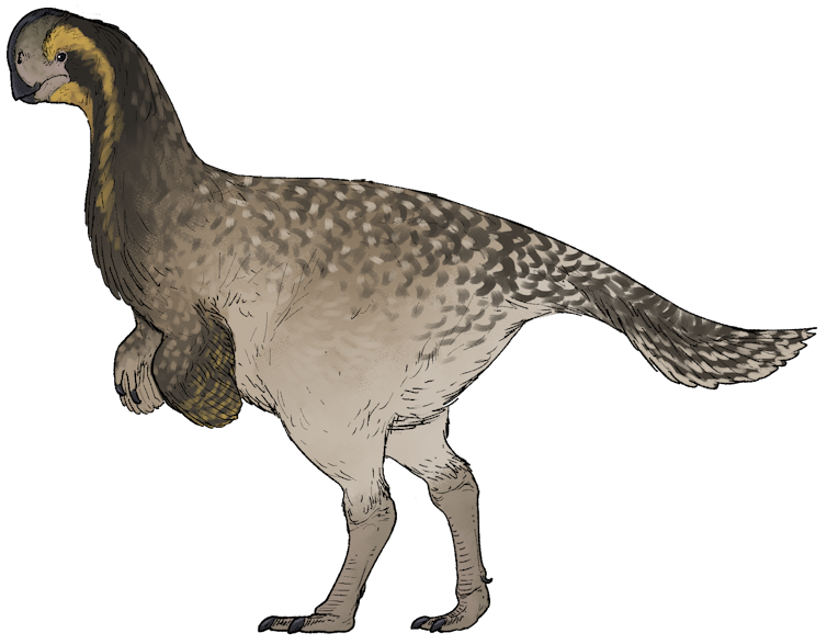 Drawing on dinosaur with small wing like forearms.