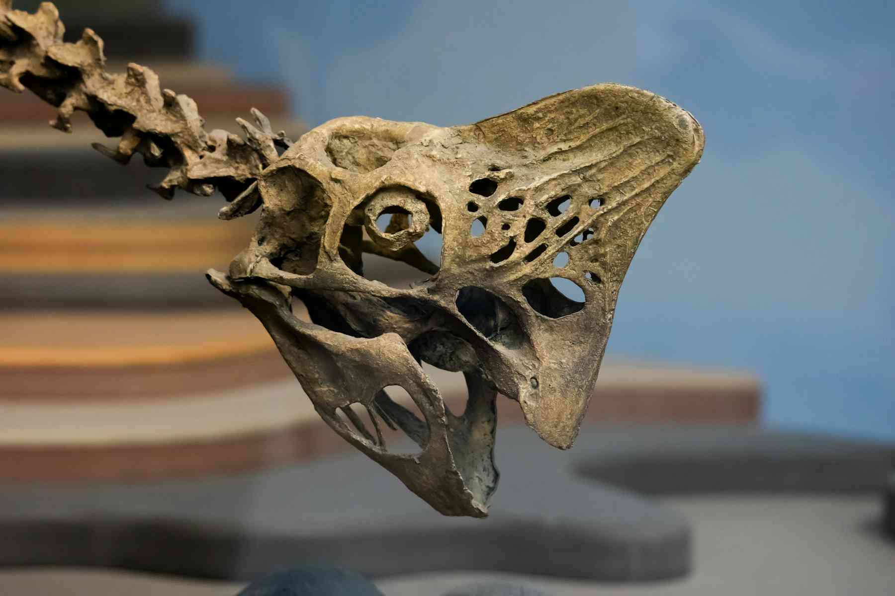 The bizarre-looking dinosaur challenging what we know about the ...