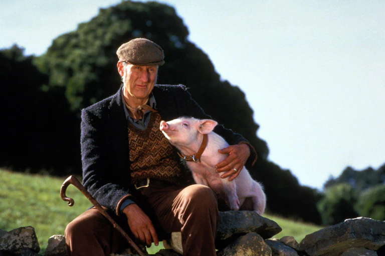 A farmer in a flat cap and tweeds sitting on a dry stane dyke holding a small pig.