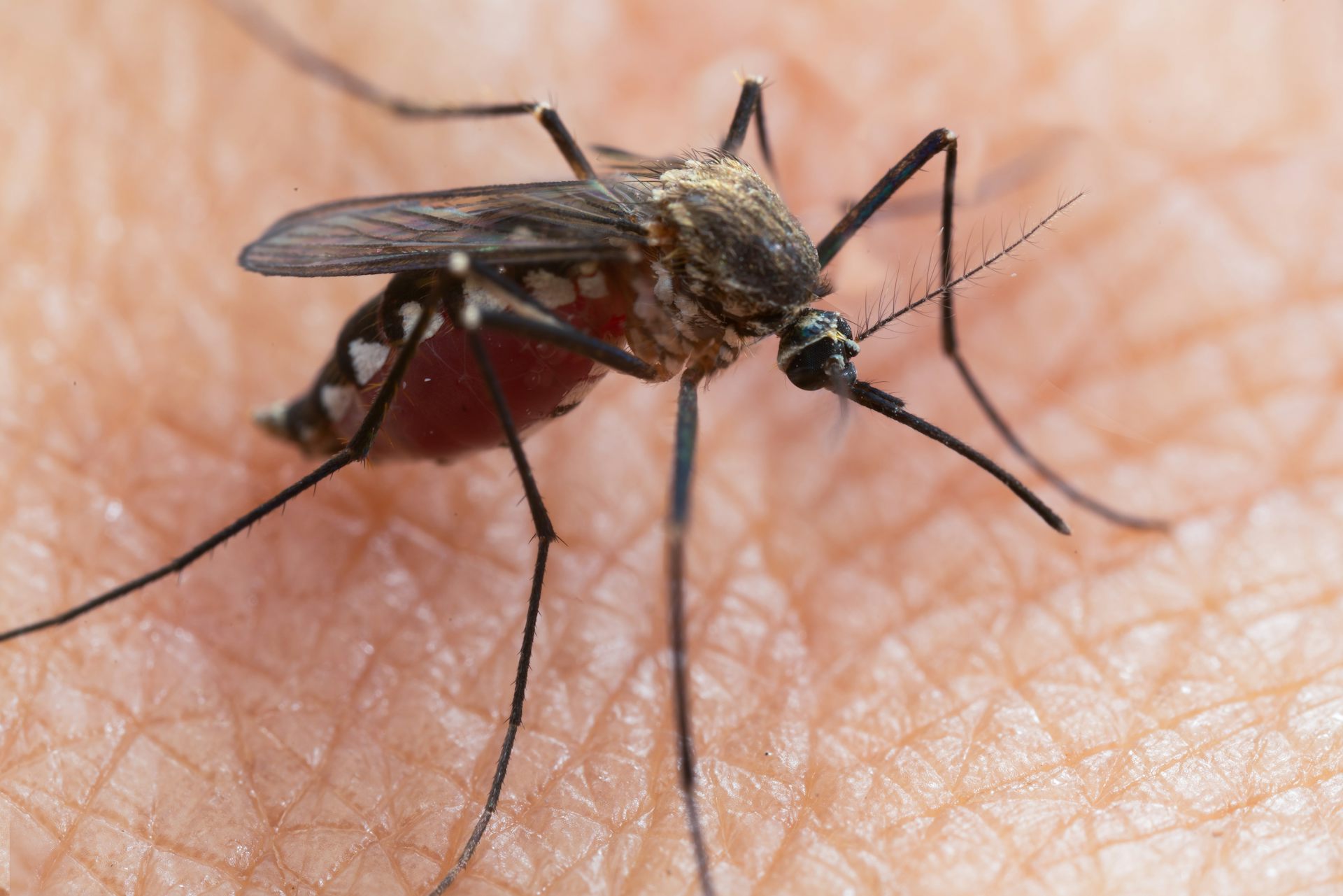 Gros plan d’Aedes albopictus, ou moustique tigre, suçant du sang humain