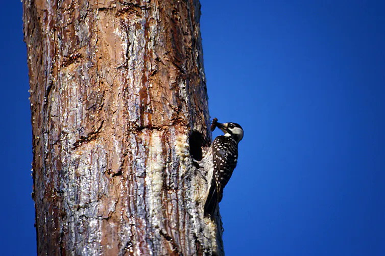 A black-and-white speckled bird holds an insect in its beak as it perches on a tree.