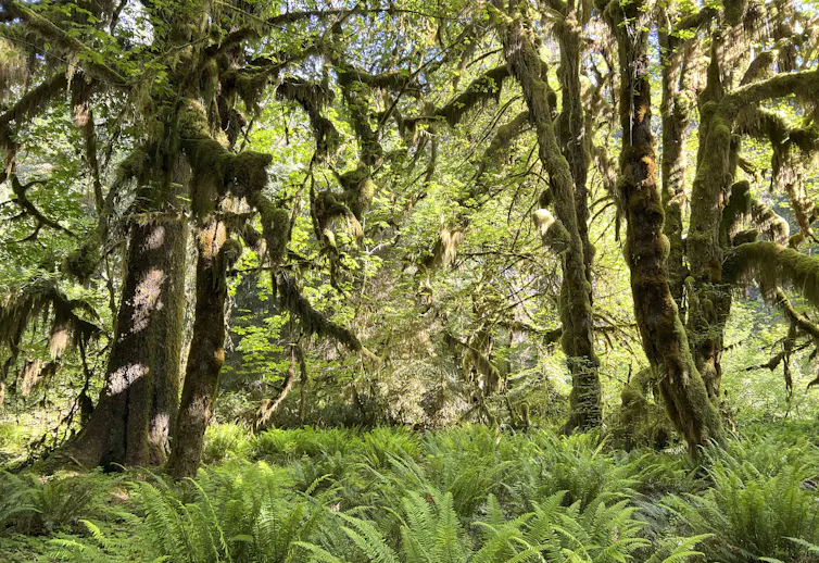 Rising above a bed of ferns are large, gnarled trees with mosses and plants growing on their branches.