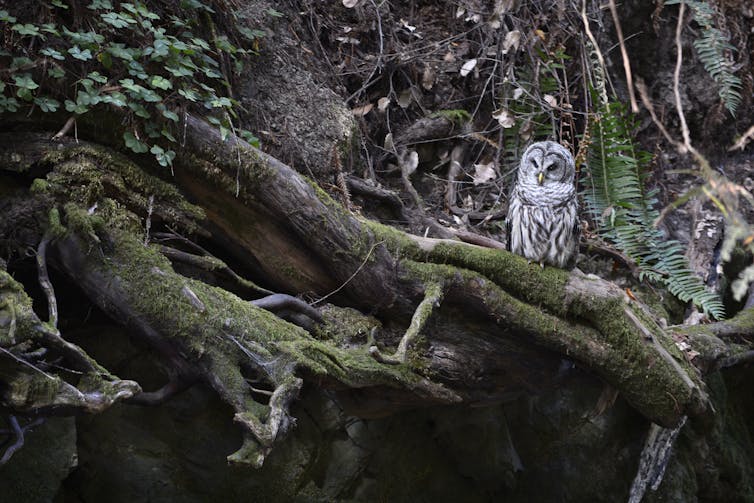 A black-and-white speckled owl sits on a branch.