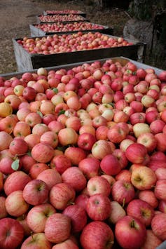 trays of apples on a farm