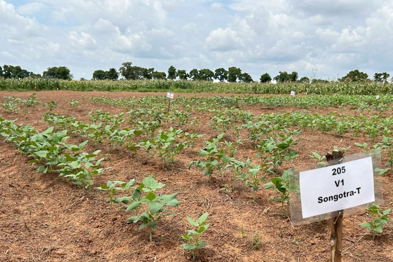 A field with rows of plants growing