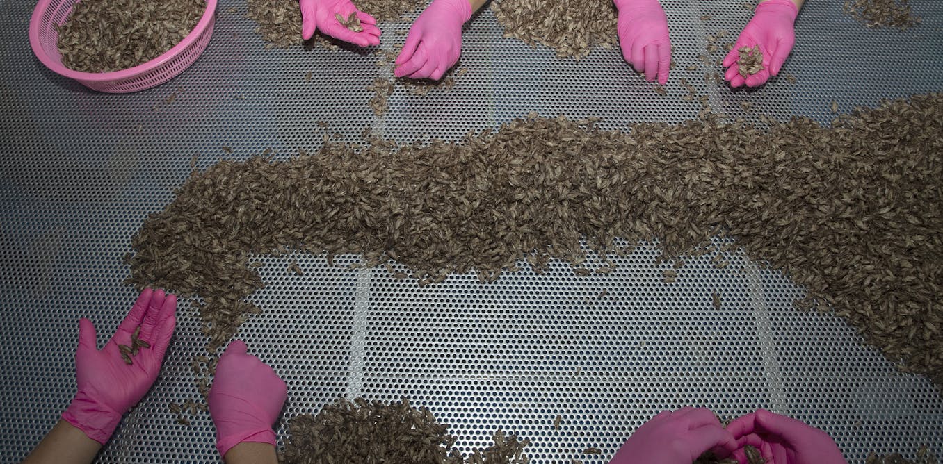 Insects are everywhere in farming and research but insect welfare is just catching up