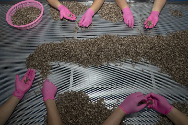 A shot from above of workers' hands in pink gloves as they reach into a large pile of bugs on a metal table.