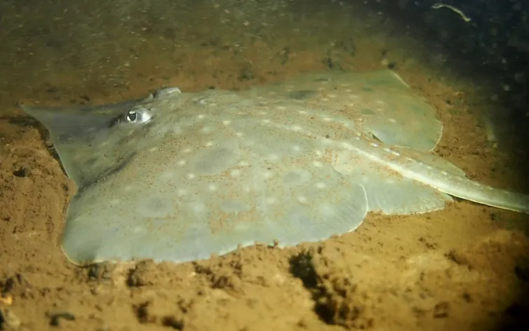 A Maugean skate in Macquarie Harbour.
