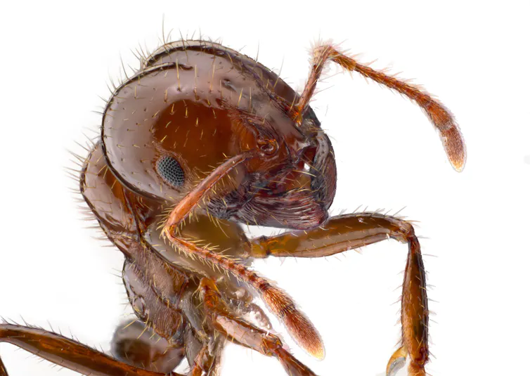 Close-up of the red imported fire ant.