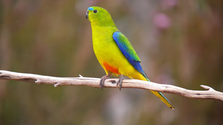 Critically endangered orange-bellied parrot perched on a branch.
