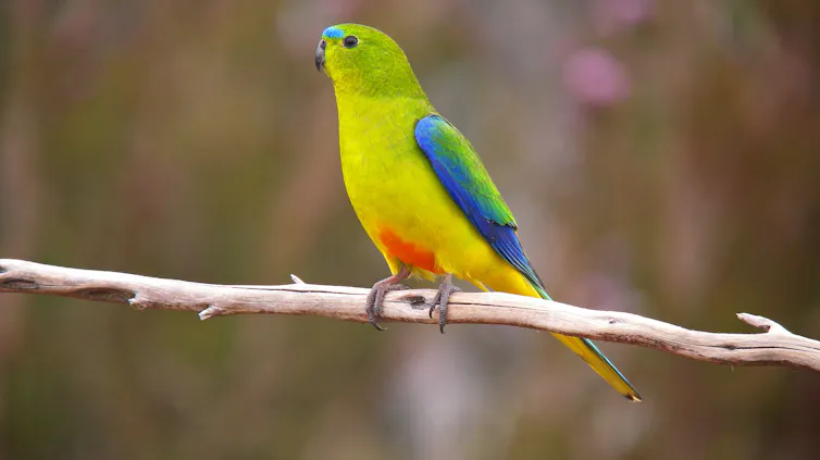 Critically endangered orange-bellied parrot perched on a branch.