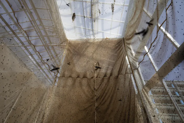 An airy, enclosed space made of nets and metal bars, with lots of small dark insects inside.