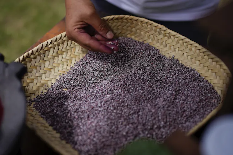 A woman rests her hand on a woven basket filled with tiny purple insects.