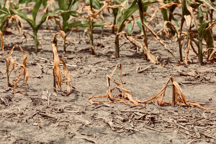wilted crops on dry soil