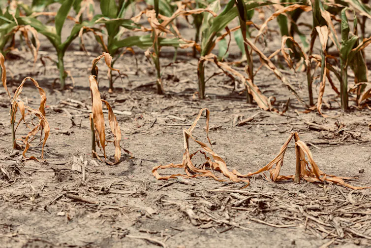 wilted crops on dry soil