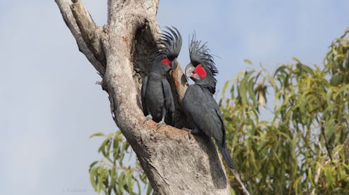 Australians want nature protected. These 3 environmental problems should be top of the next government’s to-do list