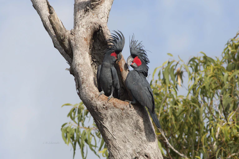 Two palm cockatoos in a tree hollow