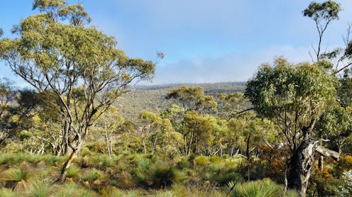 thousands of plant species are missing from places they could thrive – and humans are the reason