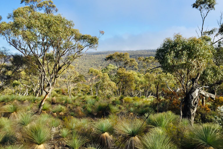 view of bushland in australia.