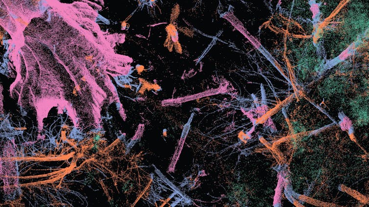 Një skanim lazer i tokës së pyllit me objekte të identifikuara nga inteligjenca artificiale.