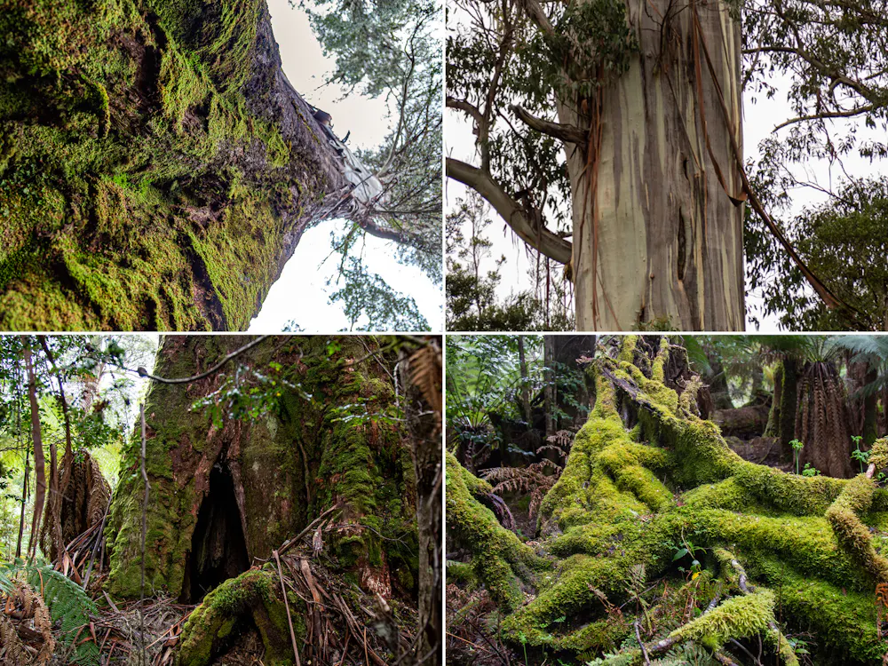 Tree 5 Features 5 ingenious things trees do that human designers can learn from