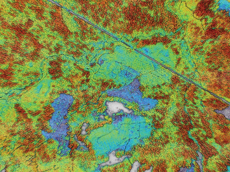 Një skanim LIDAR i një pylli të vjetër duke treguar pemët më të larta në të kuqe, të mesme në të verdhë dhe më të shkurtra në blu. Zonat gri nuk kanë pemë.