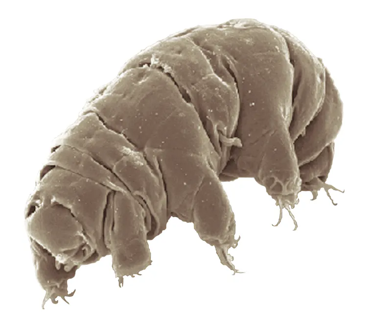 The Milnesium tardigrade.