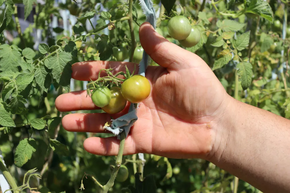 A hand reaches for tomatoes growing on a vine, against a leafy background.