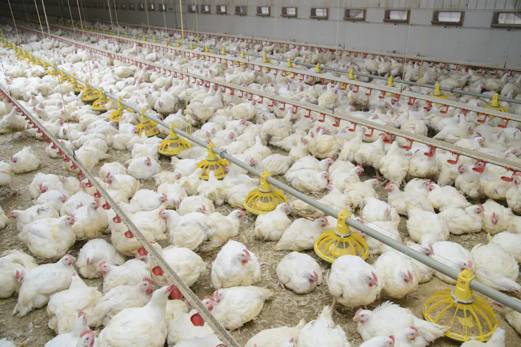 Chickens in factory farm