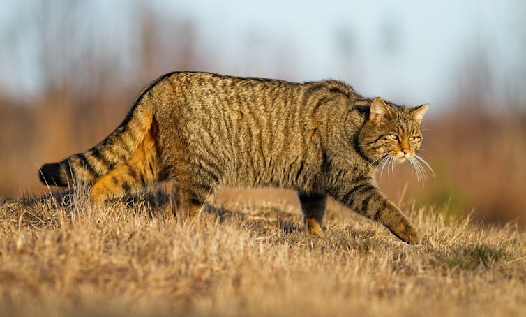 Gato montés