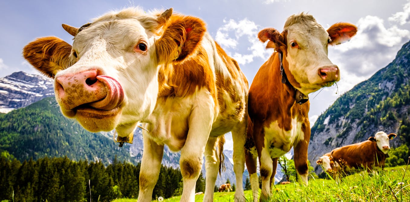 Le lait de foin arrive dans nos magasins et ce n’est sans doute pas ce que vous pensez